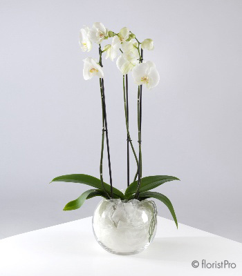 Exotic beautiful  orchid for my true love
